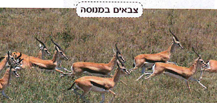(בספר תמונה:) סלמנדרה כתומה